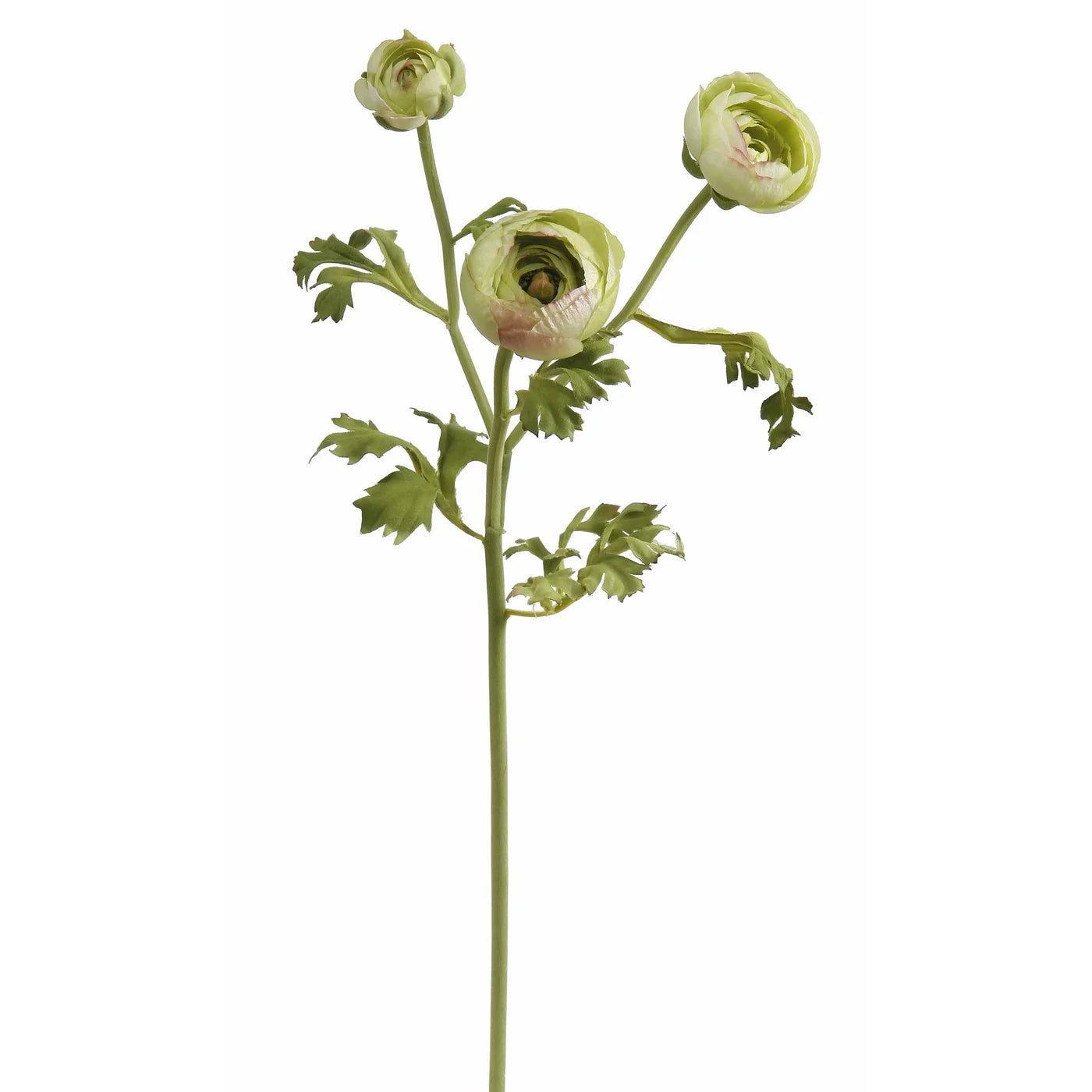 Ranunculus- Light Green