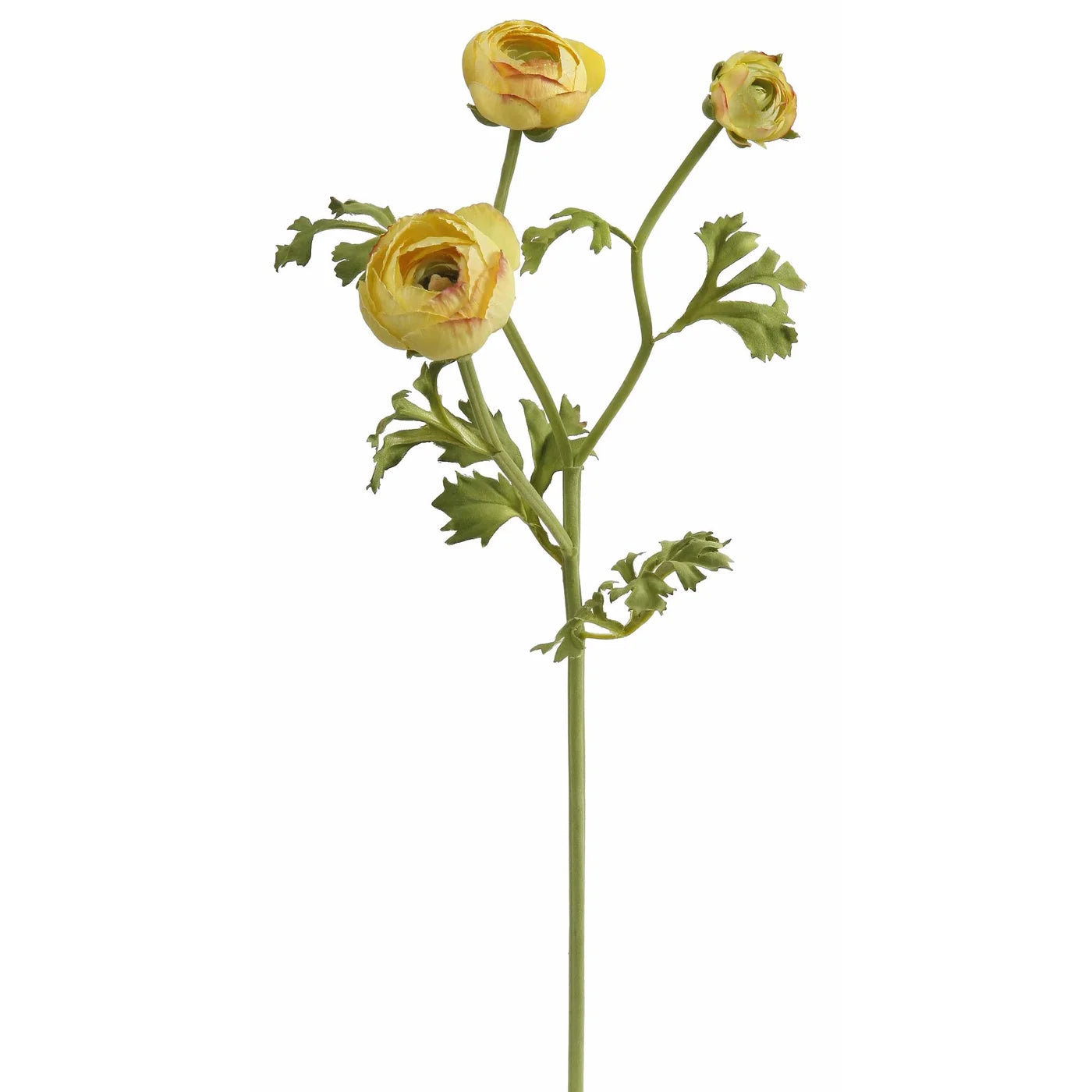 Yellow Ranunculus