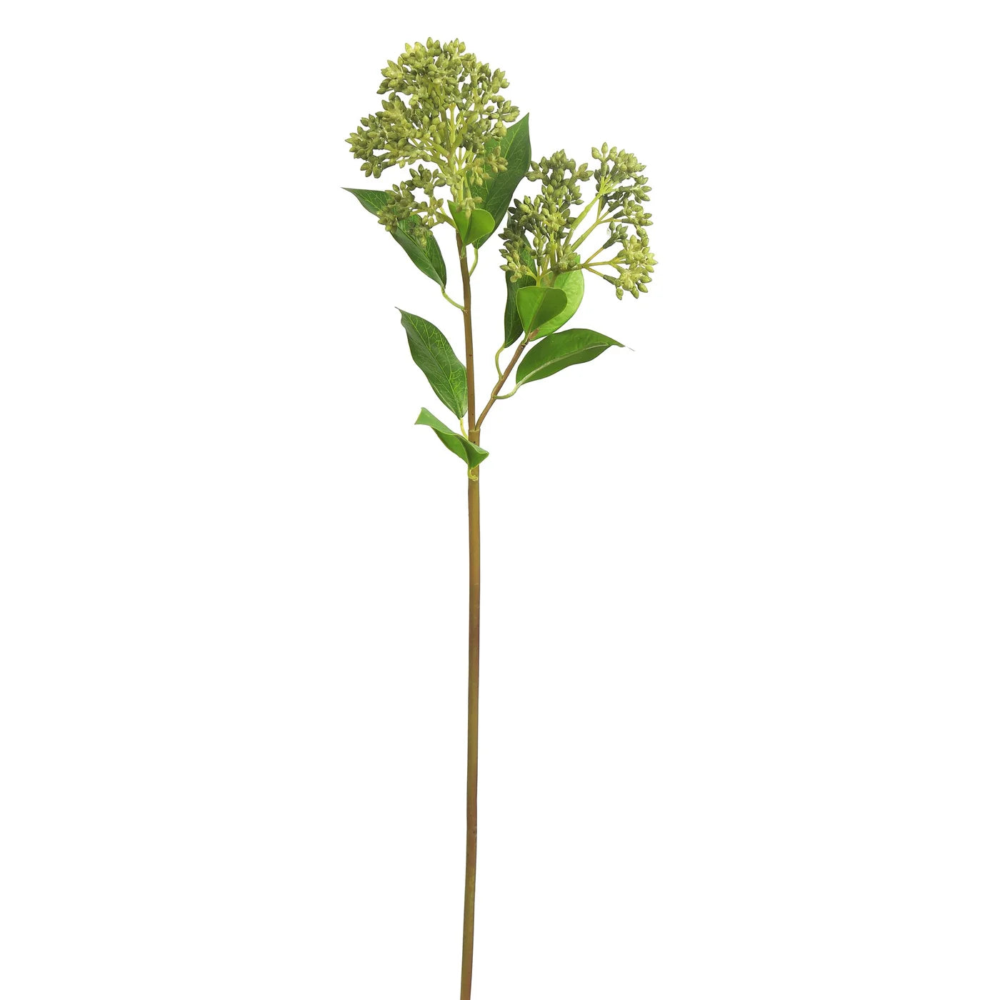 Eucalyptus Seed Spray