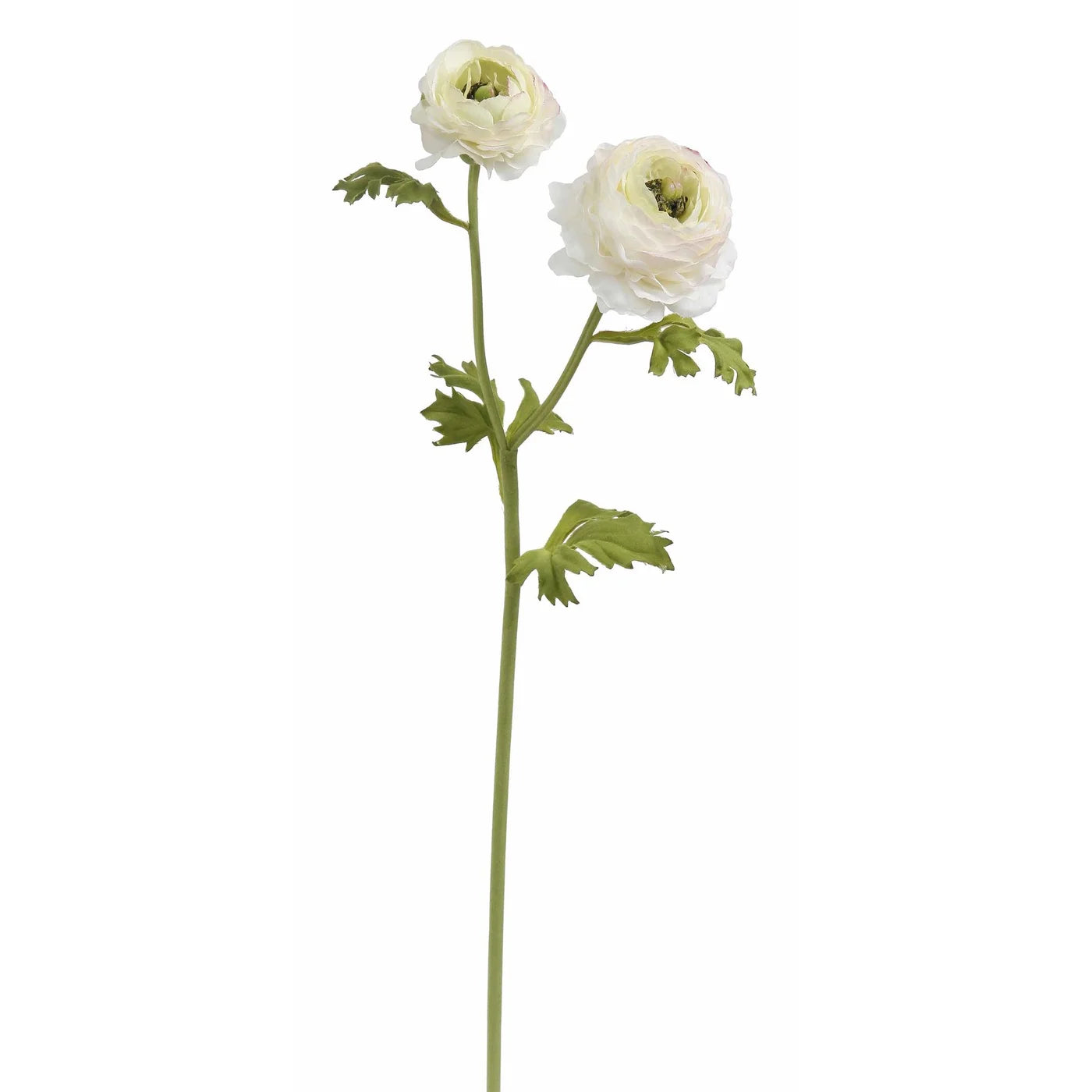 Cream Ranuncula