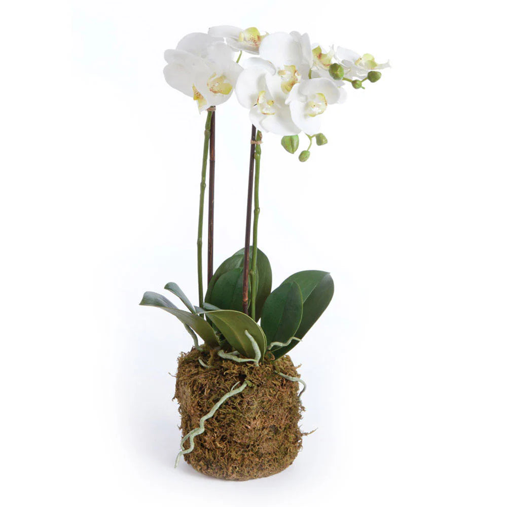 CC 23" PHALAENOPSIS DROP-IN