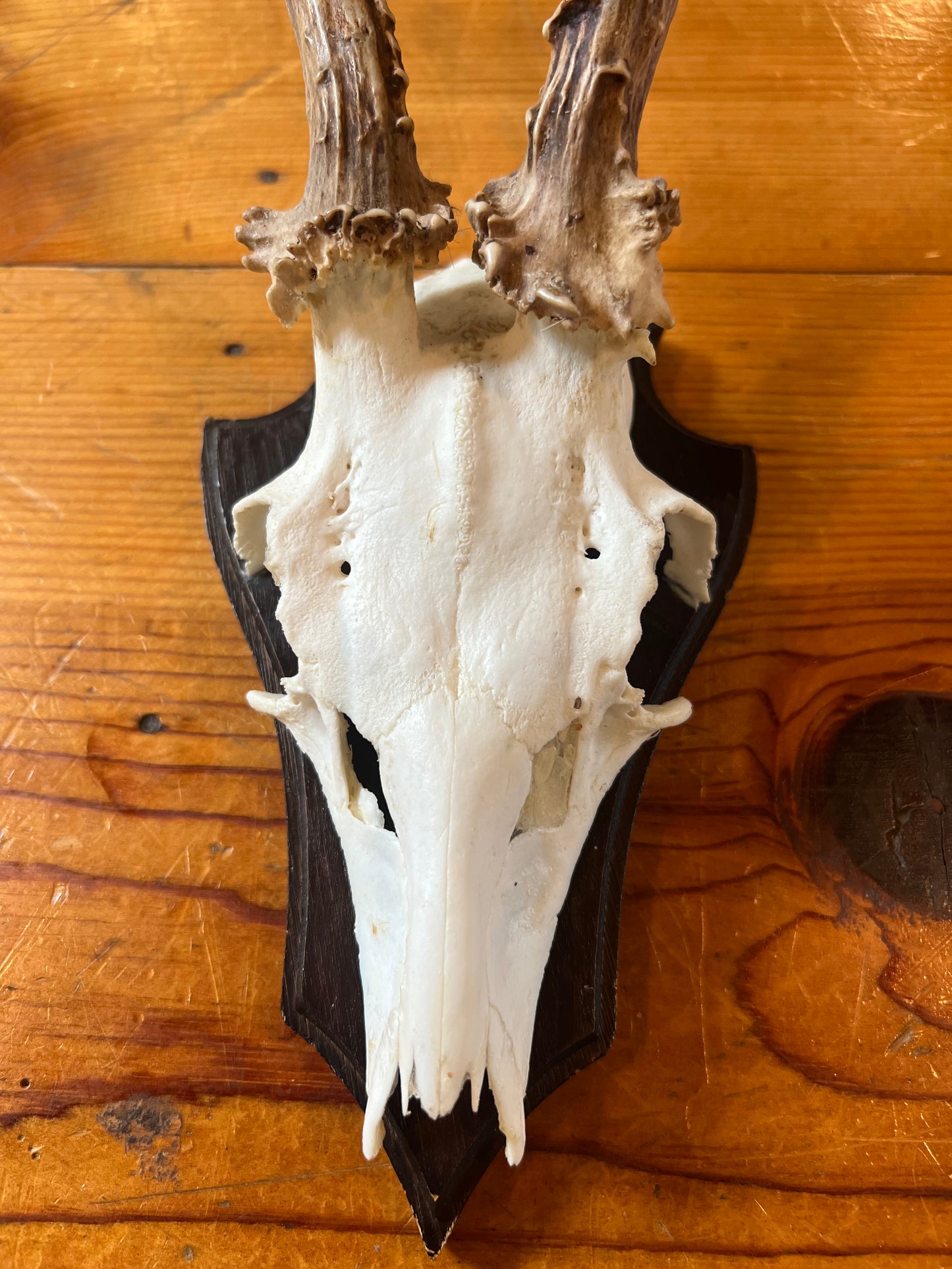 Vintage Small Antique Wall Antlers