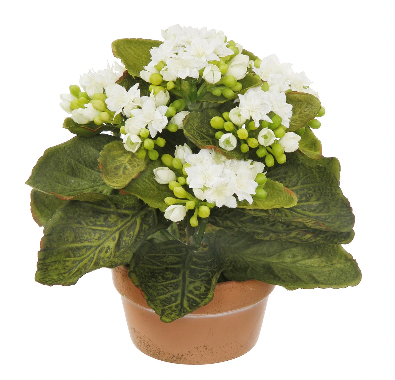 Potted Mini Kalanchoe White