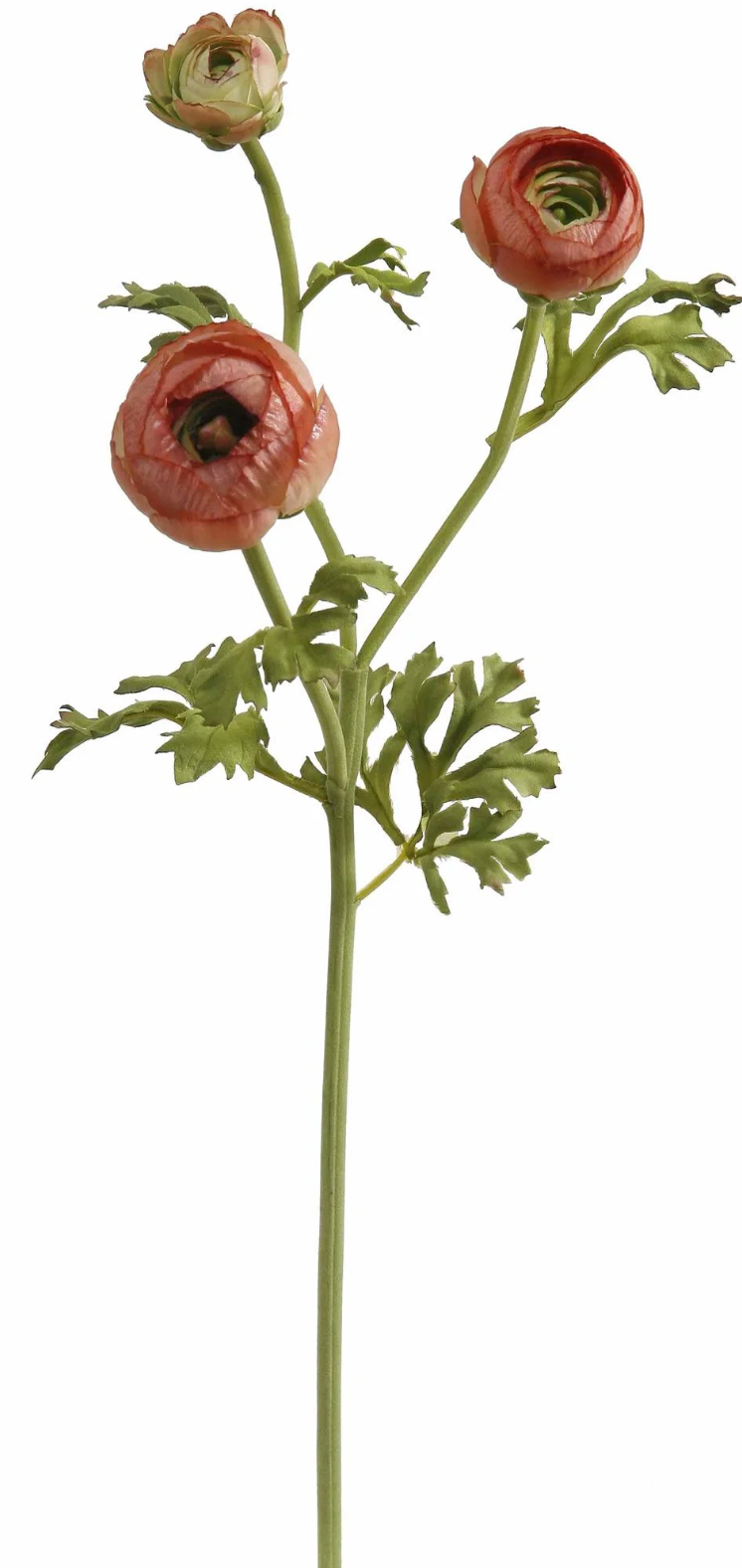 Ranunculus Stem Brown