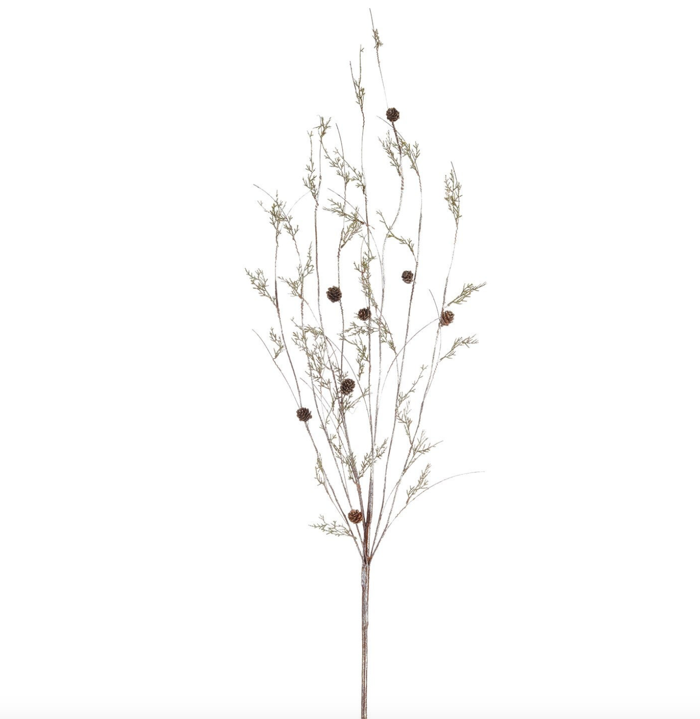 Twig Cedar Branch