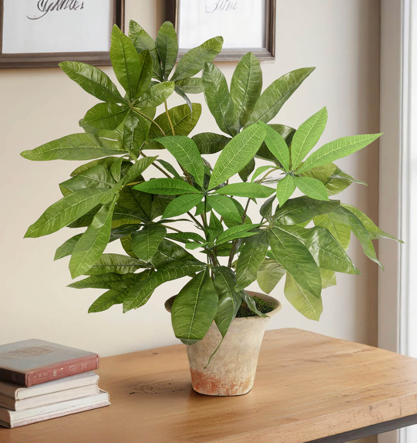 Money Tree, Faux Arrangement, 23"