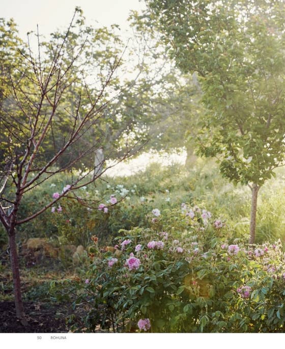Roses In The Garden