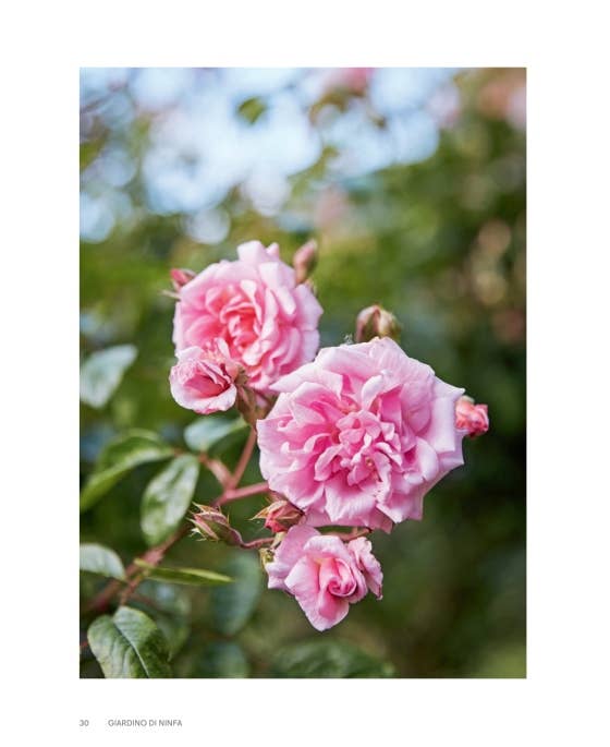 Roses In The Garden