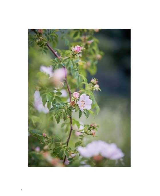 Roses In The Garden