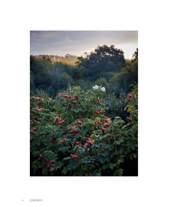 Roses In The Garden