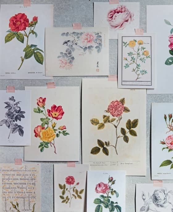 Roses In The Garden