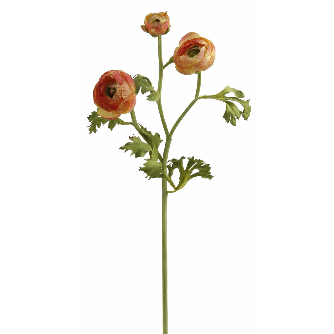 Ranunculus- Yellow/ Red