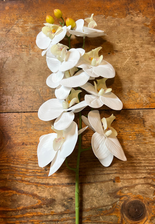 Orchid Stem