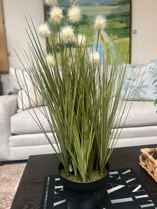 Tall Grass Plant