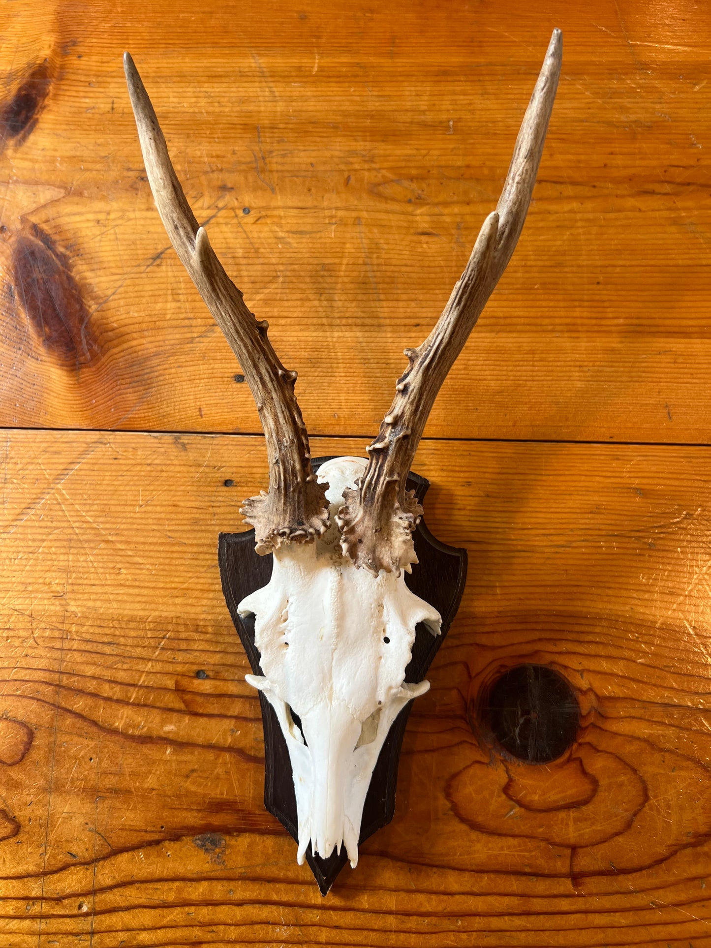 Vintage Small Antique Wall Antlers