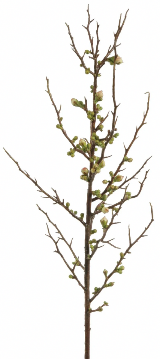 Blossom Peach Stems with Buds