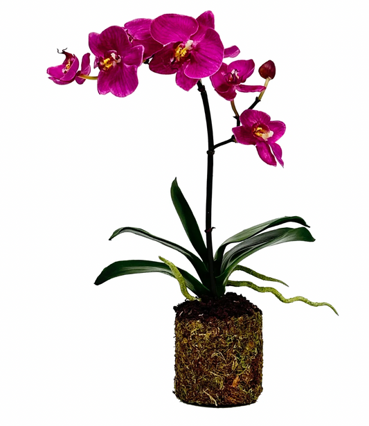 Orchid Phalaenopsis in the Soil