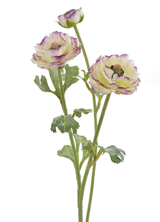 Ranunculus Stem Purple