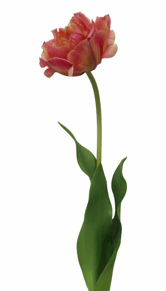 Double Tulip Stem