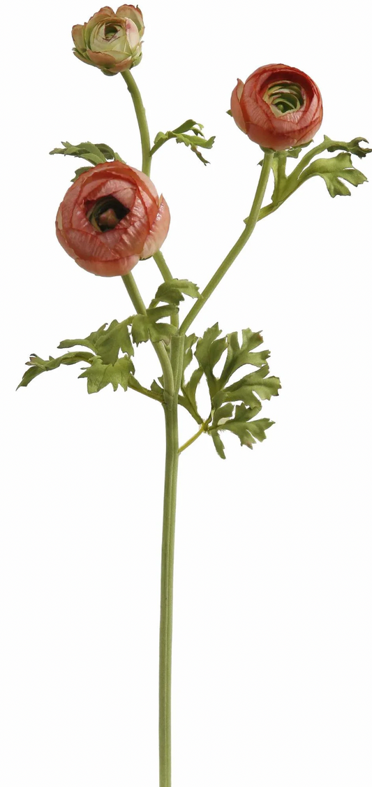 Ranunculus Stem Brown