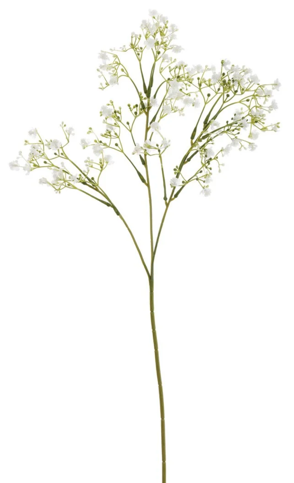 Gypsophila Spray Branch