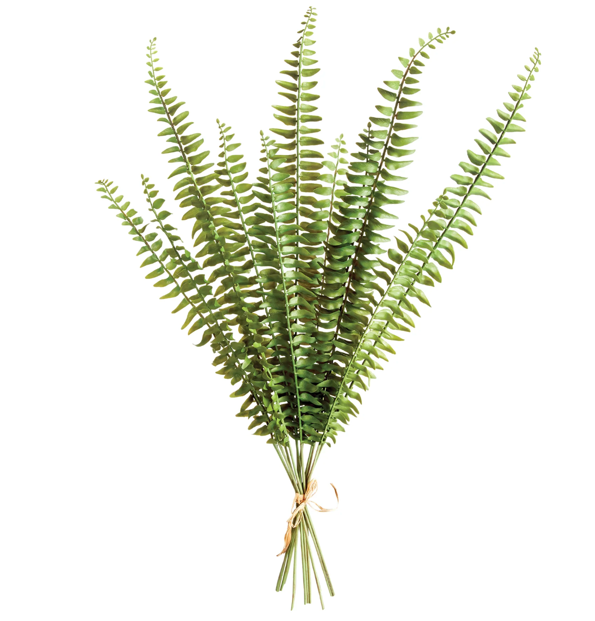 Boston Fern Stems