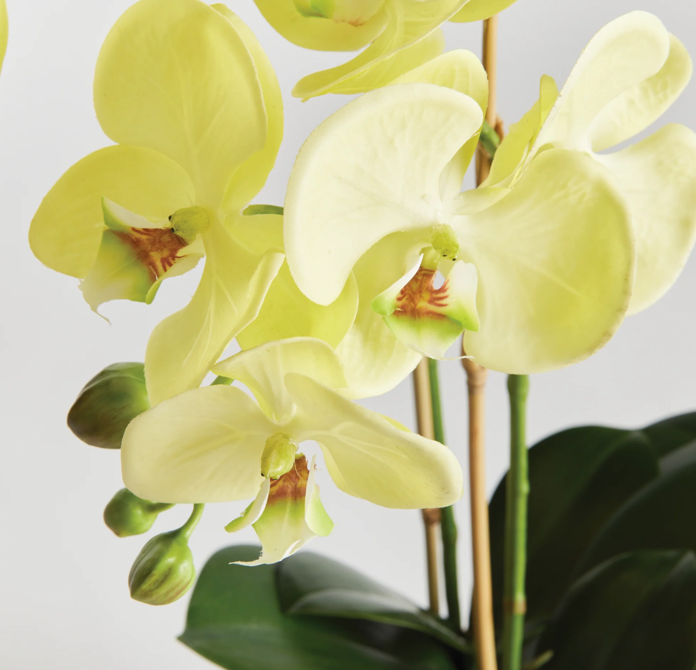 Phalaenopsis Drop-in