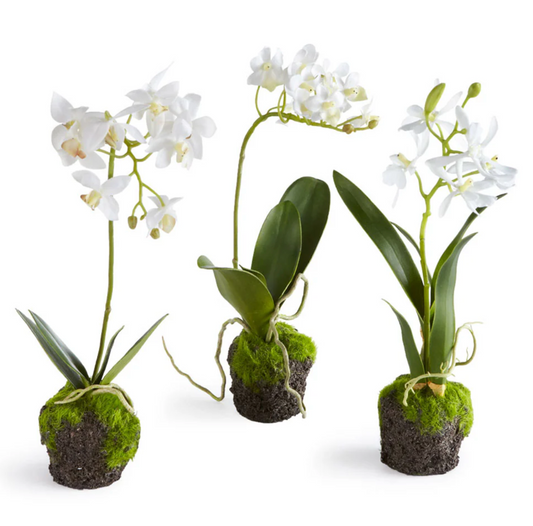 Dendrobium Drop-in