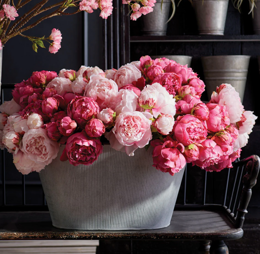 Pink Peonies