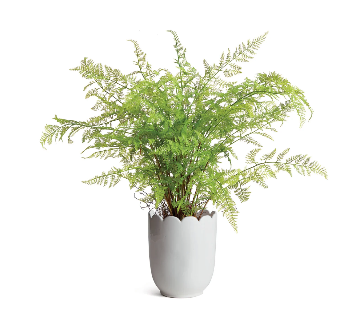Mirabelle Scalloped Edge Cachpot