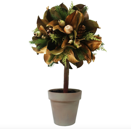 Magnolia Leaf in Pot