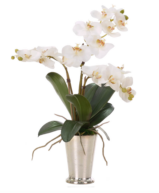 White Phalaenopsis Orchid, Faux Arrangement, 23"