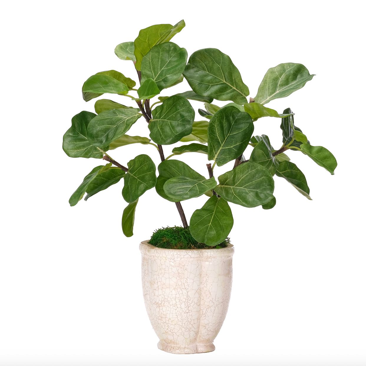 Fiddle Leaf, Faux Arrangement, 25"