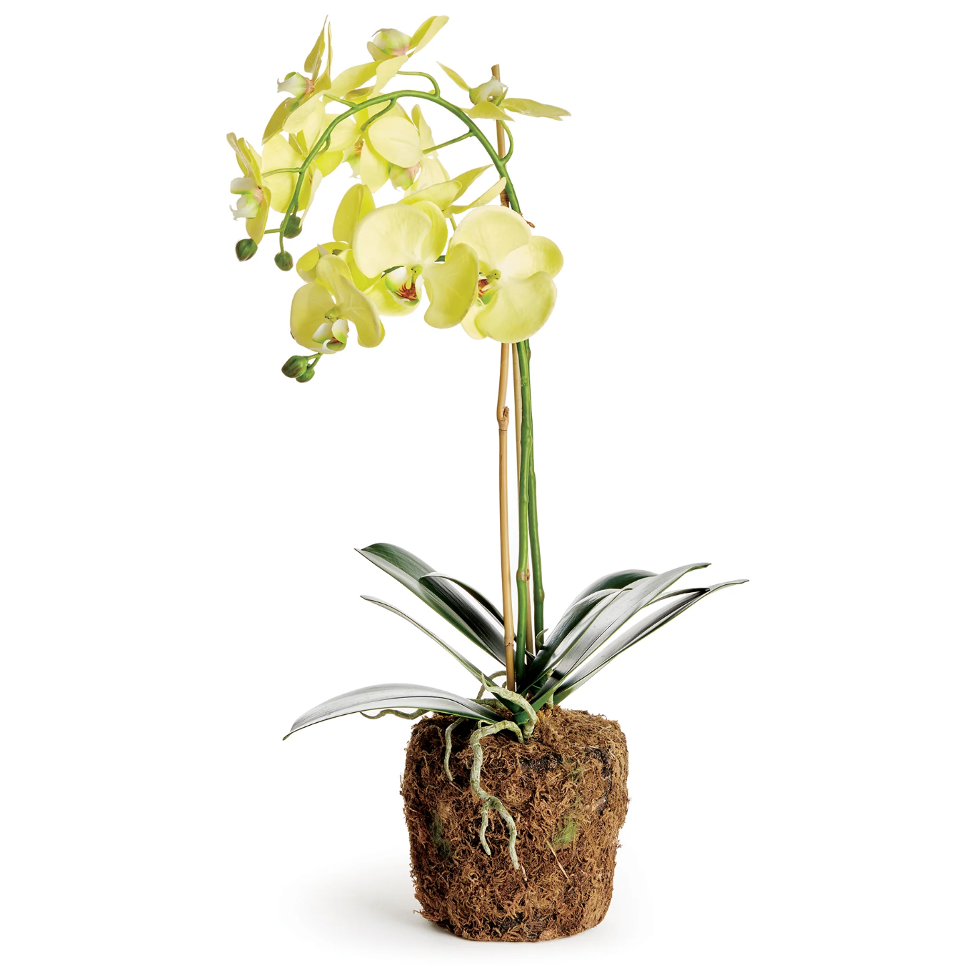 Phalaenopsis Drop-in