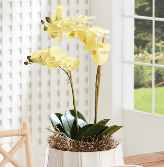 Phalaenopsis Drop-in