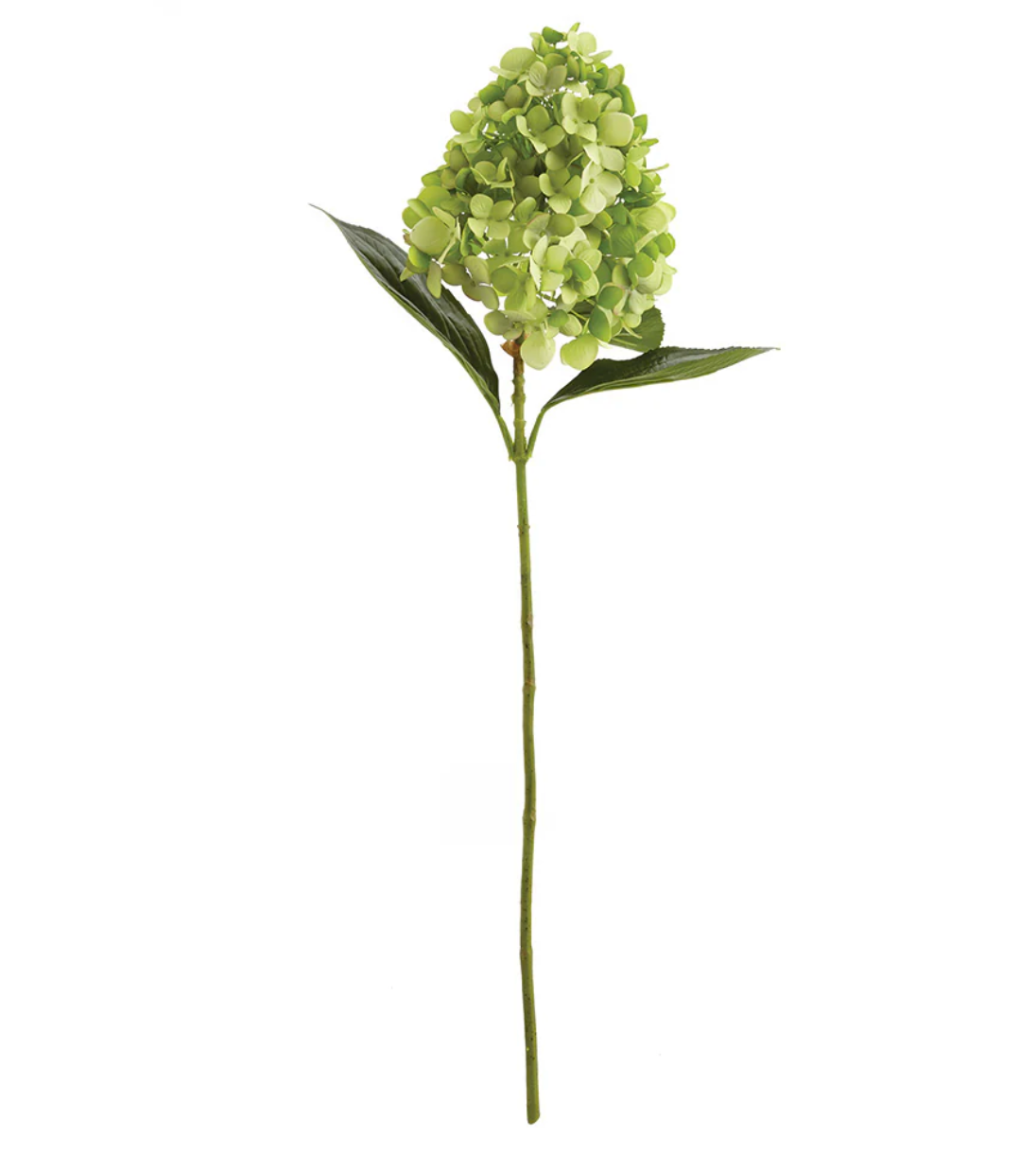 Cone Hydrangea Stem