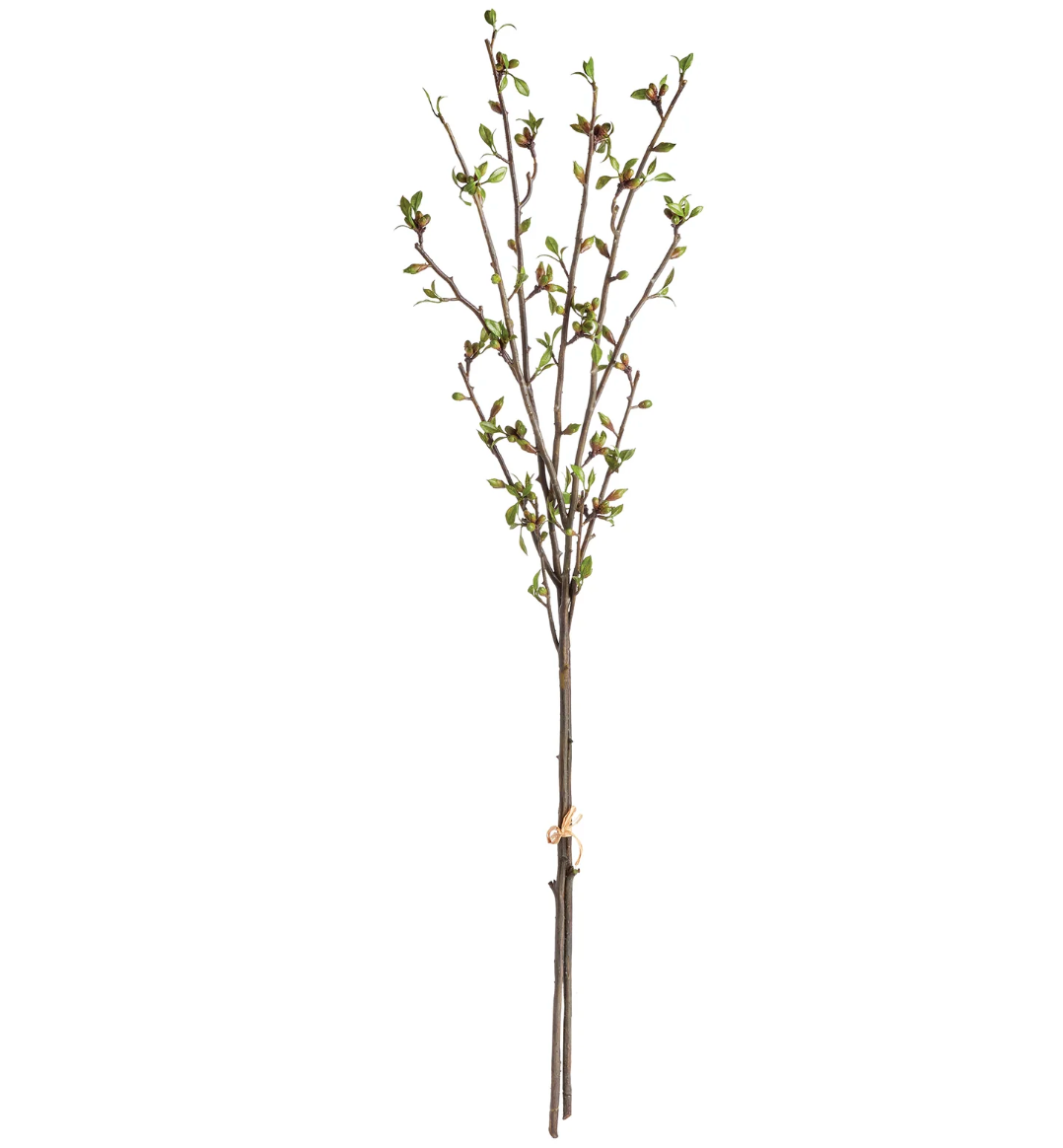 Budding Branches