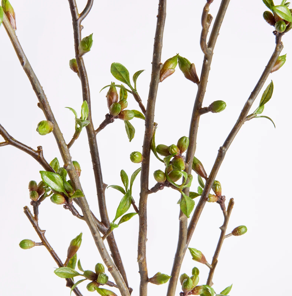 Budding Branches